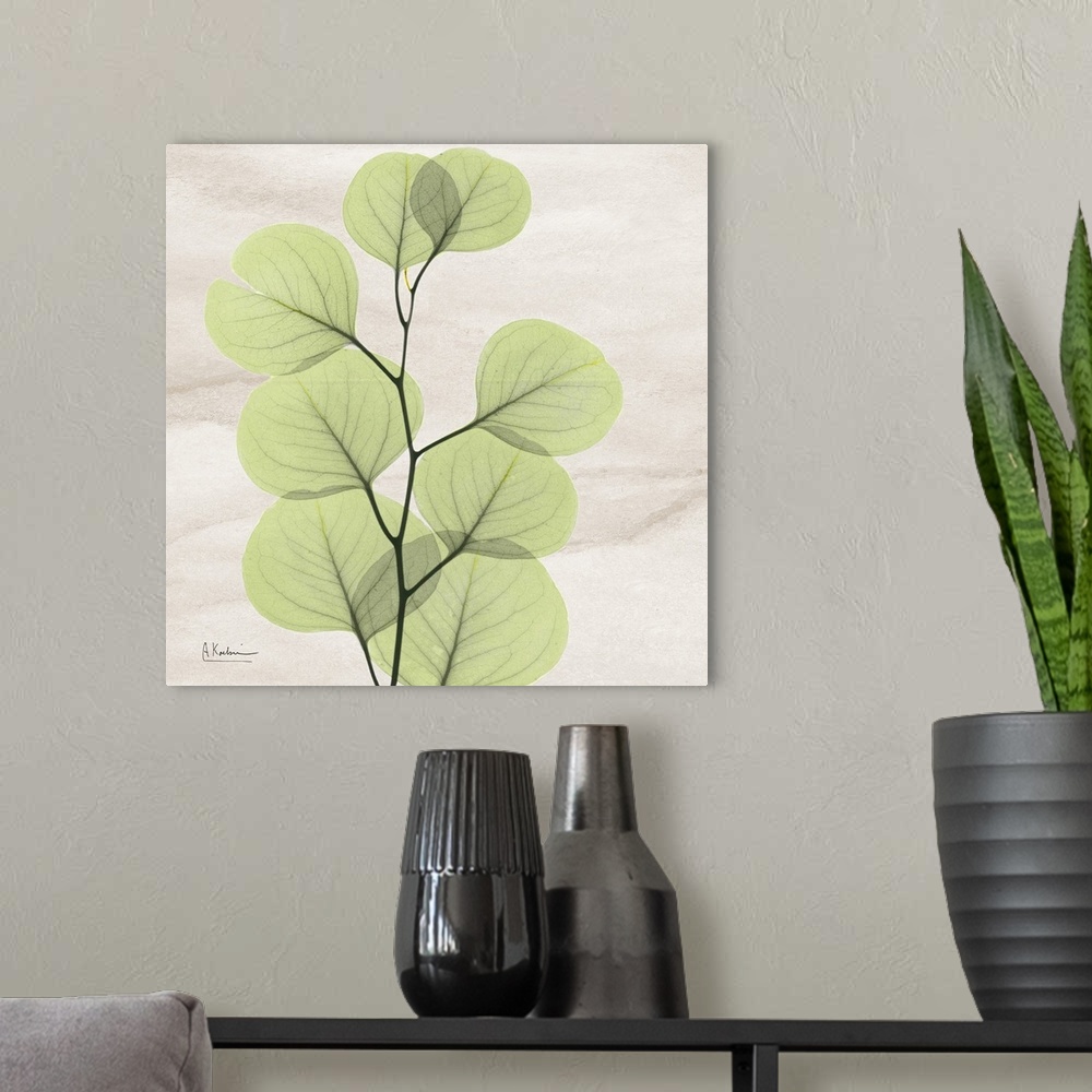 A modern room featuring Square x-ray photograph of a eucalyptus branch with leaves on a smooth, neutral background.