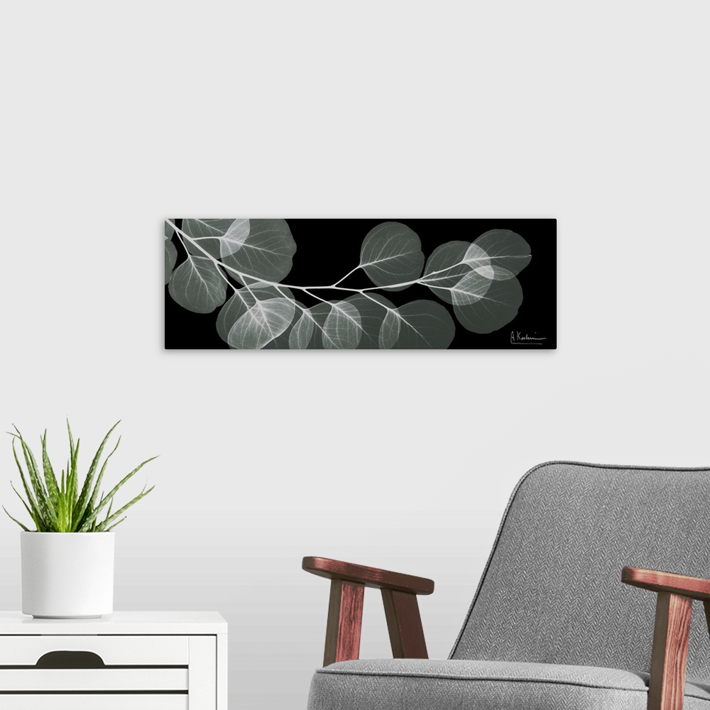 A modern room featuring An x-ray of a branch of eucalyptus leaves on a black background.