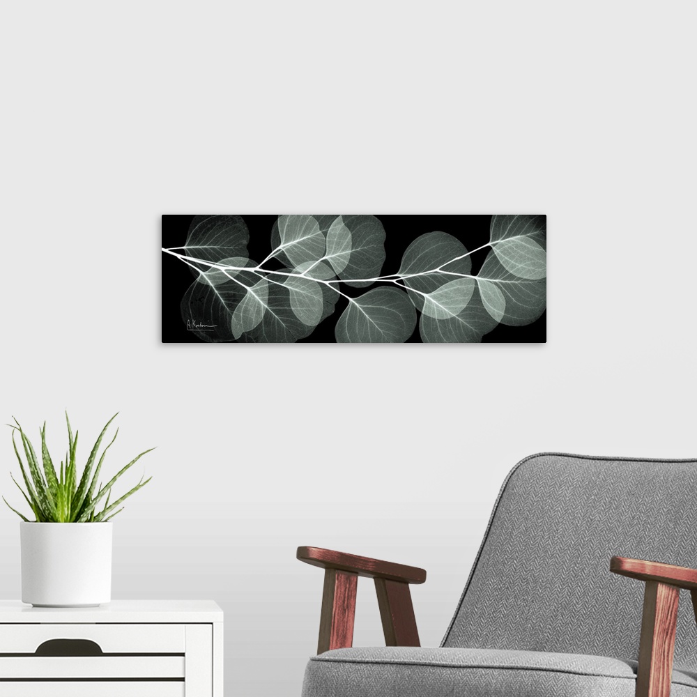 A modern room featuring An x-ray of a branch of eucalyptus leaves on a black background.