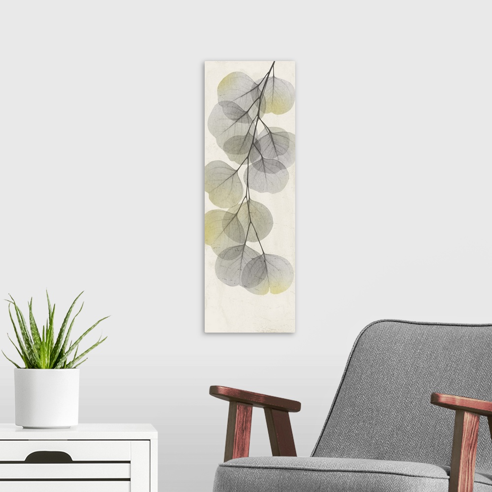 A modern room featuring Eucalyptus Sunshine 2