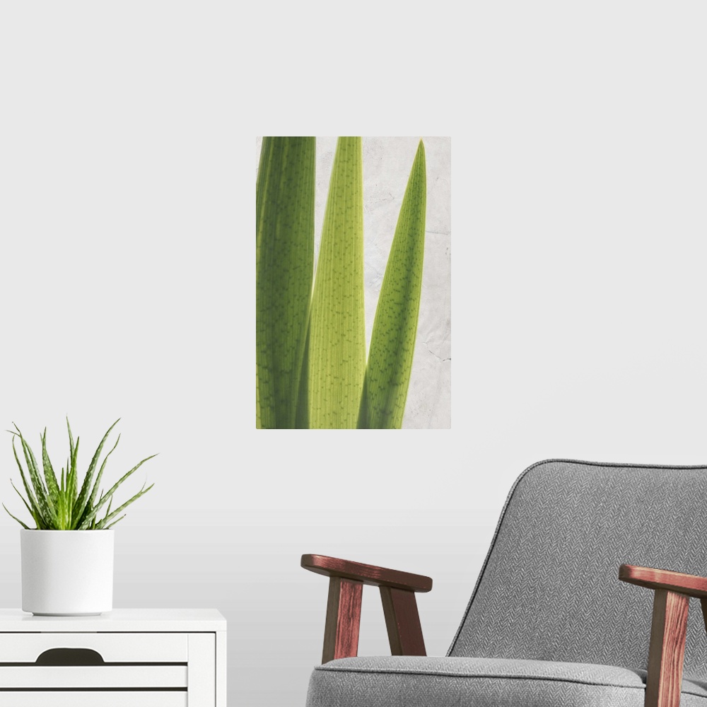 A modern room featuring Fern Leaves