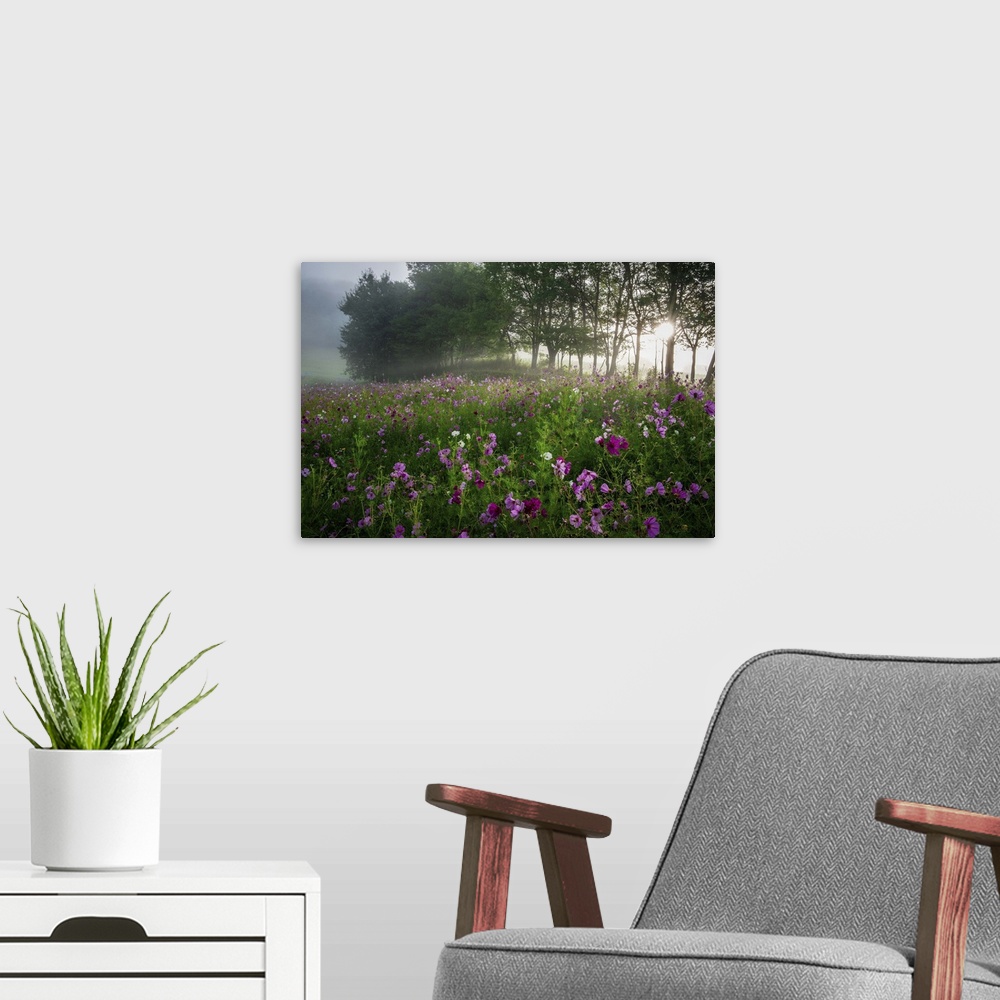 A modern room featuring Fine art photo of a field of pink flowers with morning sunlight shining through the trees.