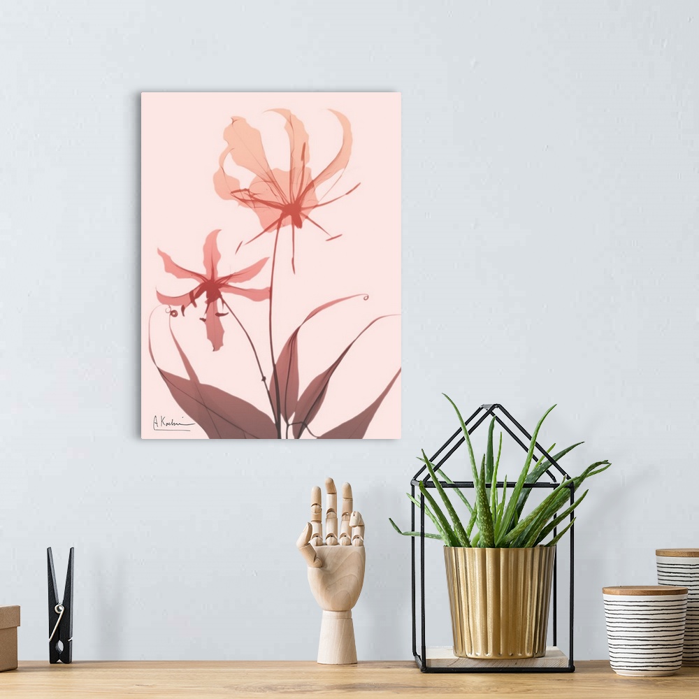 A bohemian room featuring X-ray style photograph of a lily flower in shades of pink.