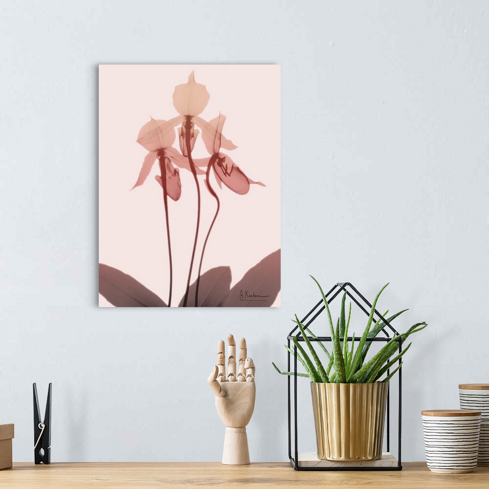 A bohemian room featuring X-ray style photograph of an orchid flower in shades of pink.