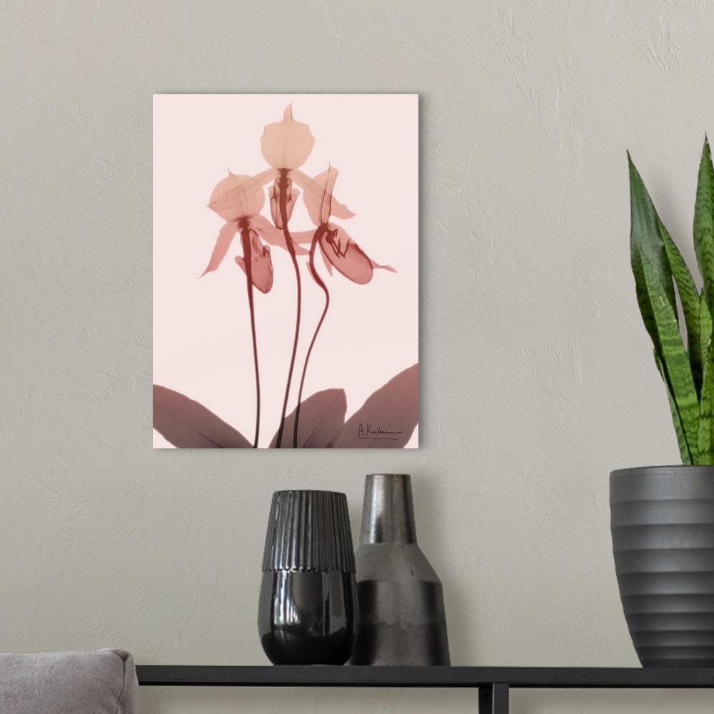 A modern room featuring X-ray style photograph of an orchid flower in shades of pink.