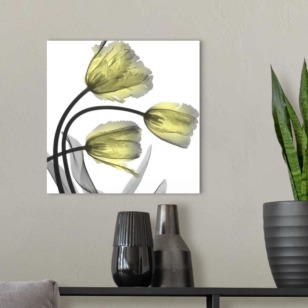 A modern room featuring Glorious Tulips
