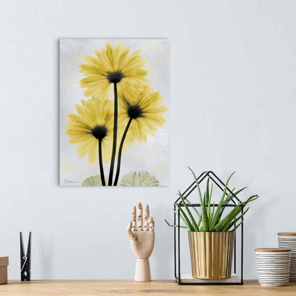 A bohemian room featuring Vertical x-ray photograph of three gerbera flowers against a faded light background.
