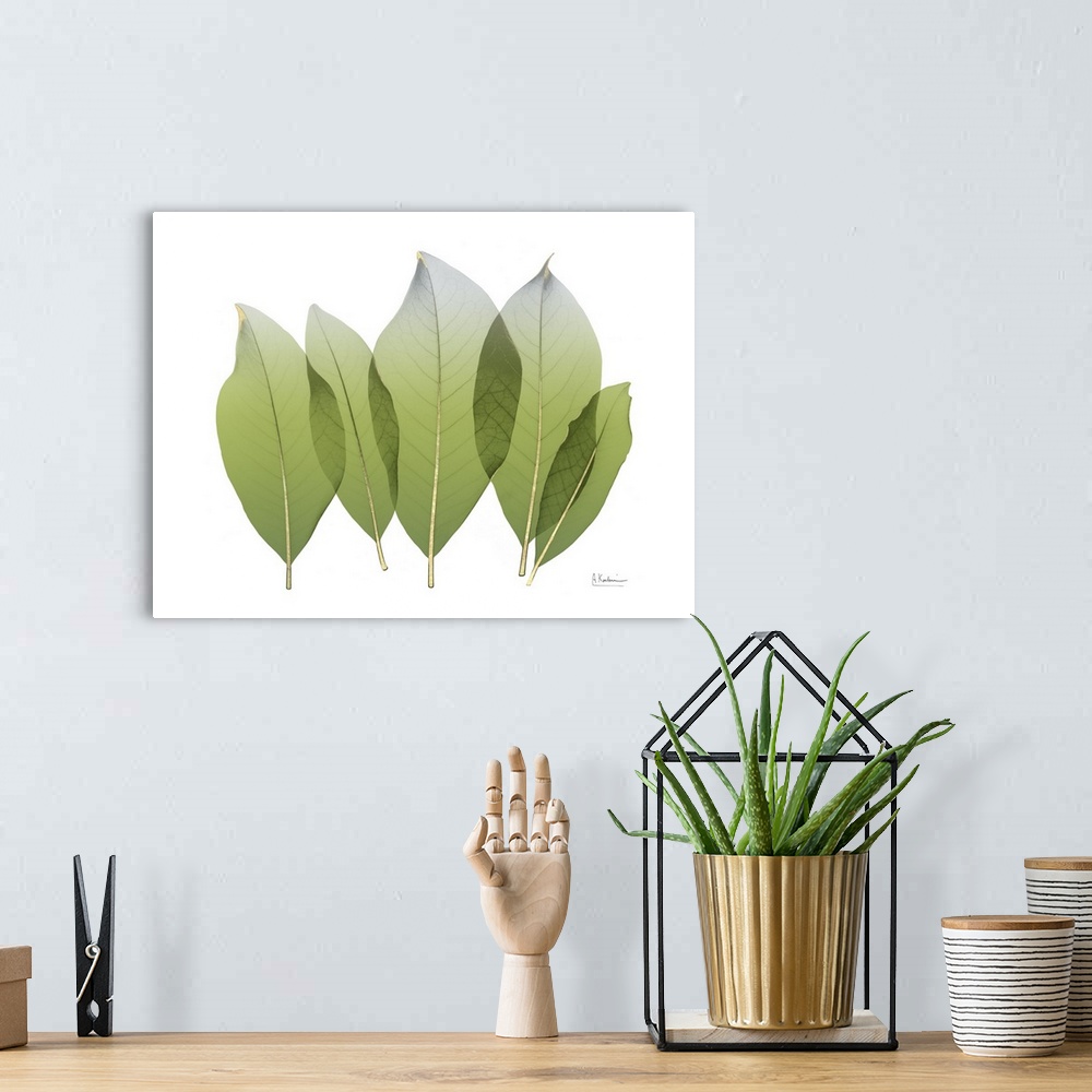 A bohemian room featuring X-ray style photo of five green leaves with golden veins.