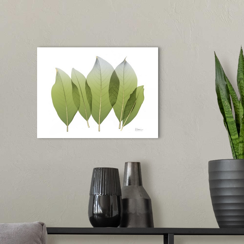 A modern room featuring X-ray style photo of five green leaves with golden veins.