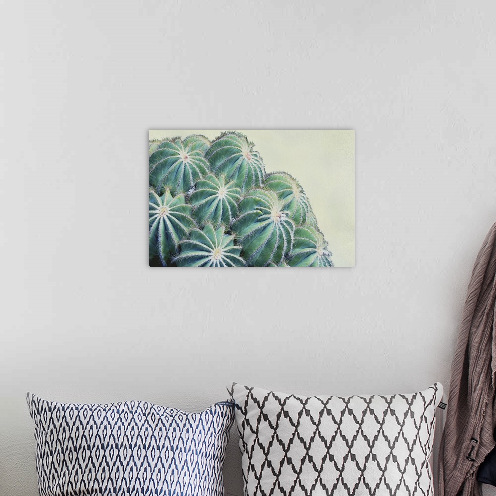 A bohemian room featuring Close up image of a cactus plant with round buds.