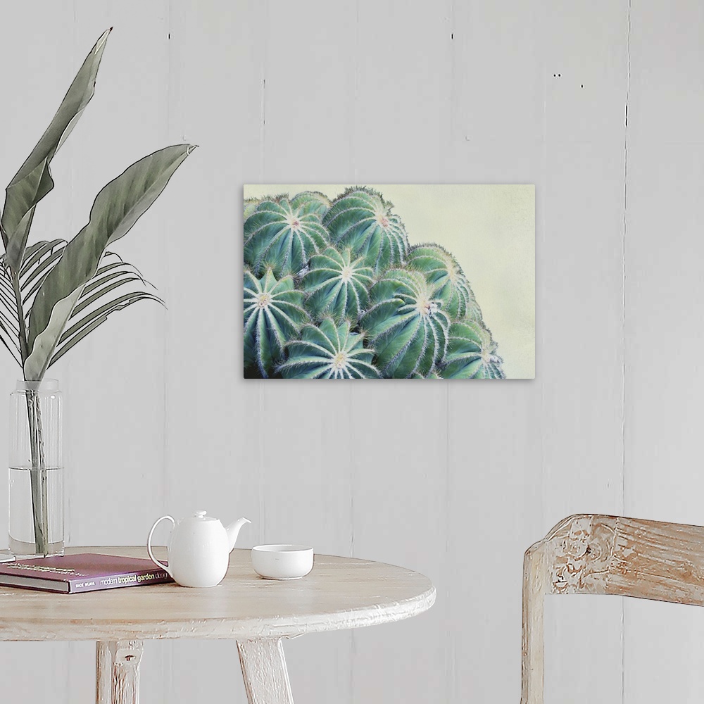 A farmhouse room featuring Close up image of a cactus plant with round buds.
