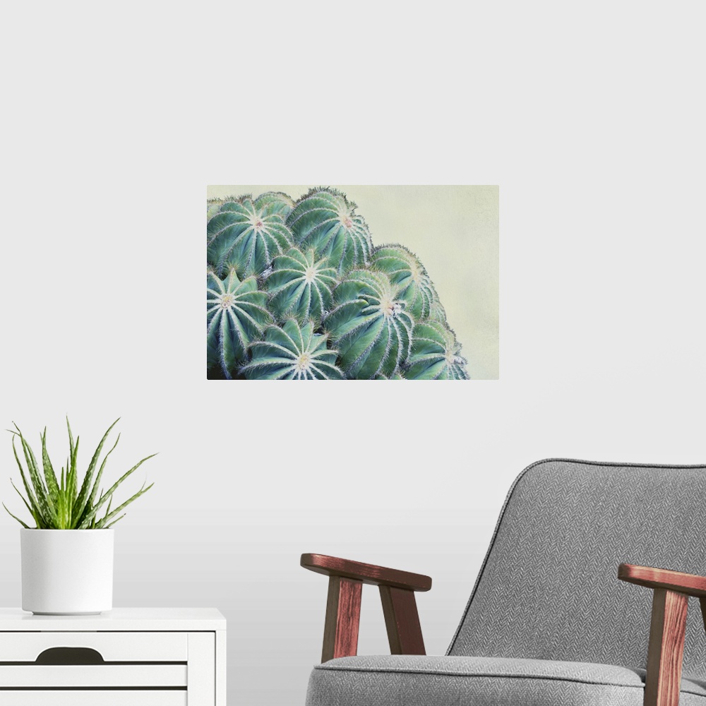 A modern room featuring Close up image of a cactus plant with round buds.