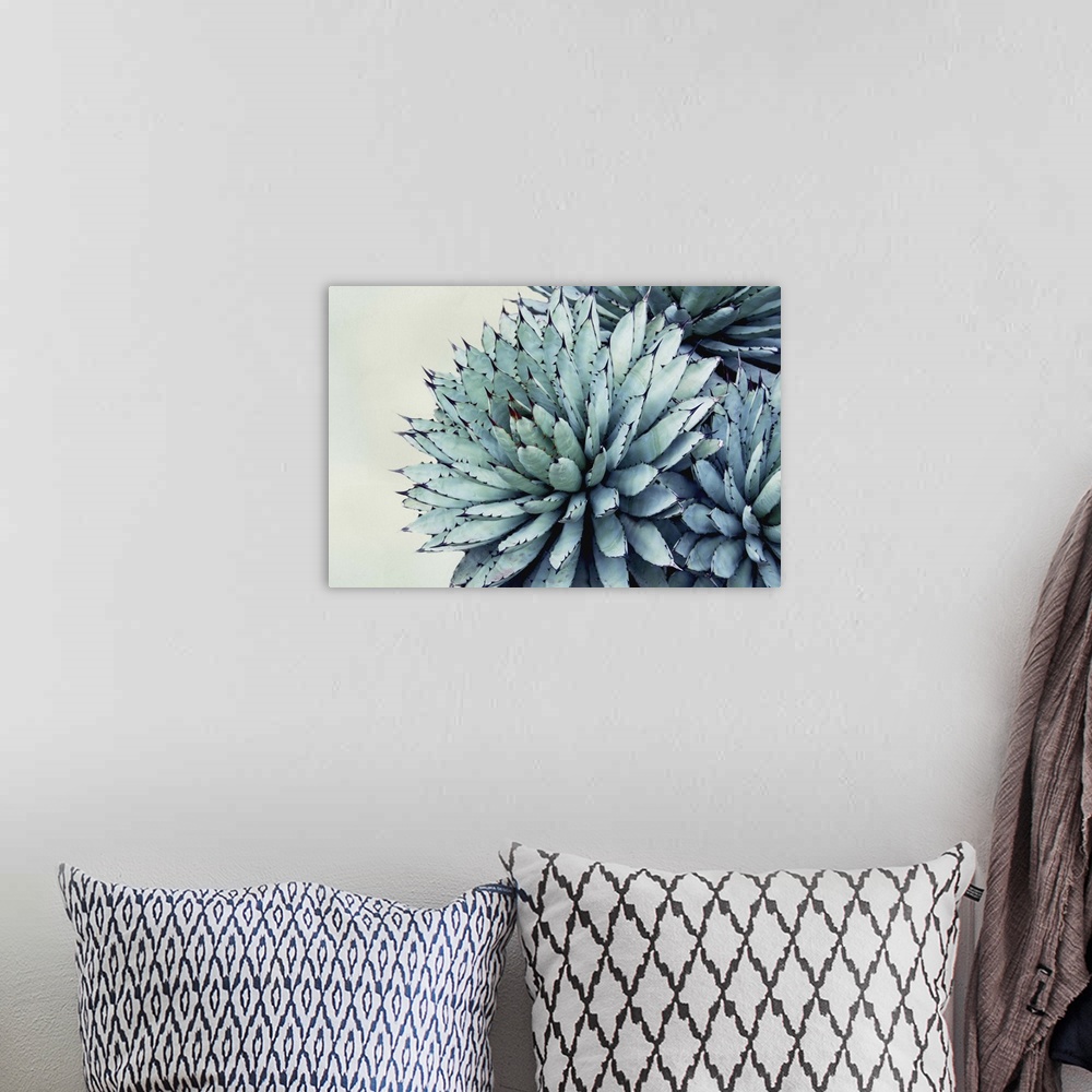 A bohemian room featuring Close up photo of succulent plants with pointed green leaves.