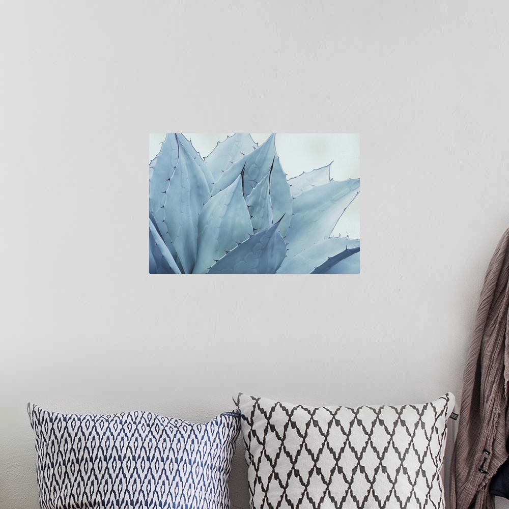 A bohemian room featuring Close up photo of the pointed leaves of a succulent plant.