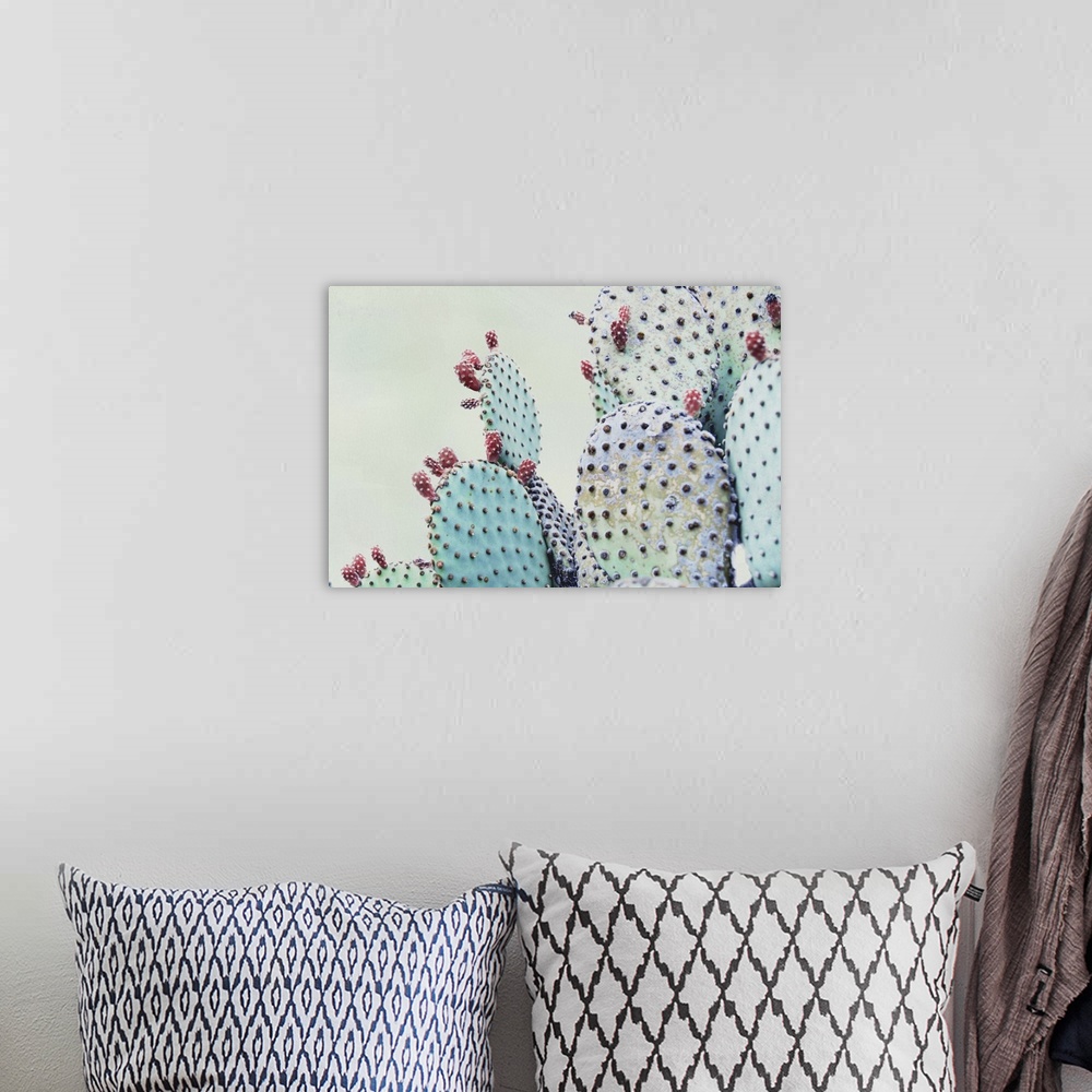 A bohemian room featuring Close up image of a cactus plant with pink flowers on its edges.