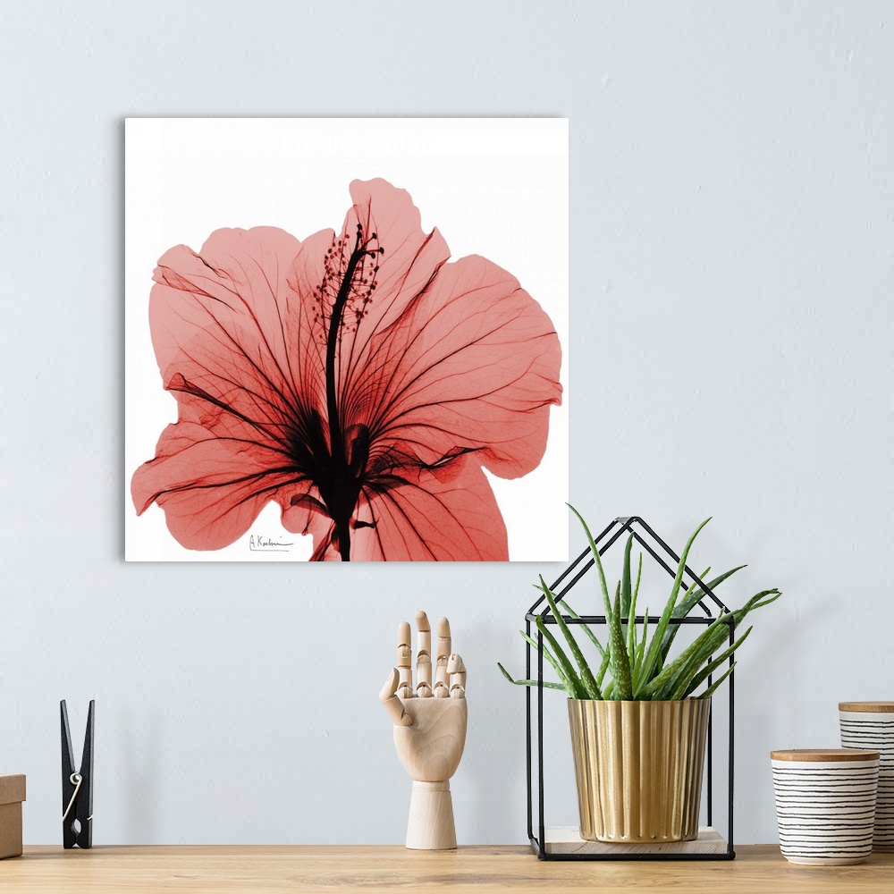 A bohemian room featuring Hibiscus x-ray photography