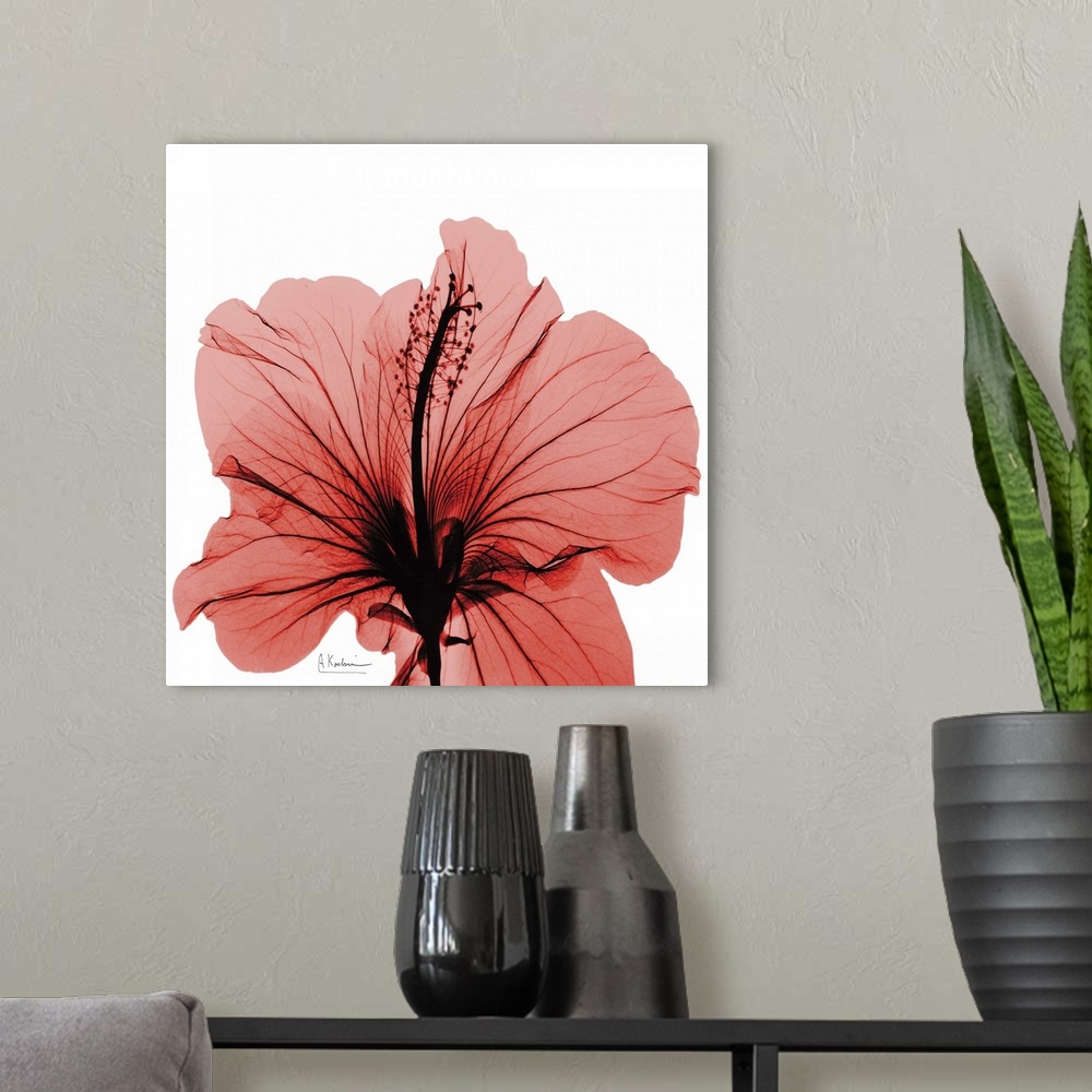 A modern room featuring Hibiscus x-ray photography