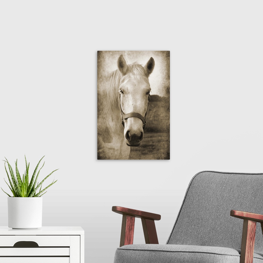 A modern room featuring Sepia toned photograph of a white horse wearing a bridle, standing in a field
