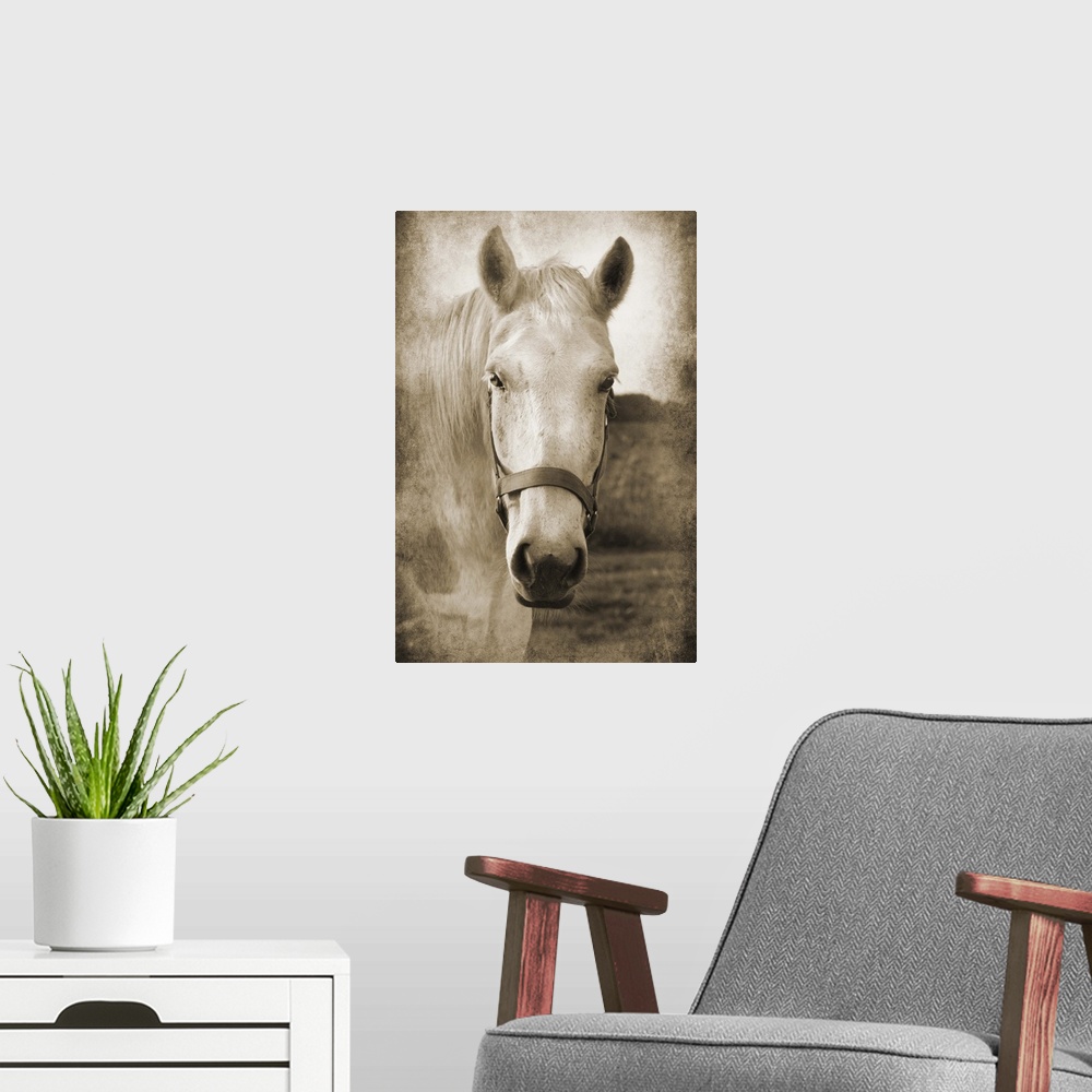 A modern room featuring Sepia toned photograph of a white horse wearing a bridle, standing in a field