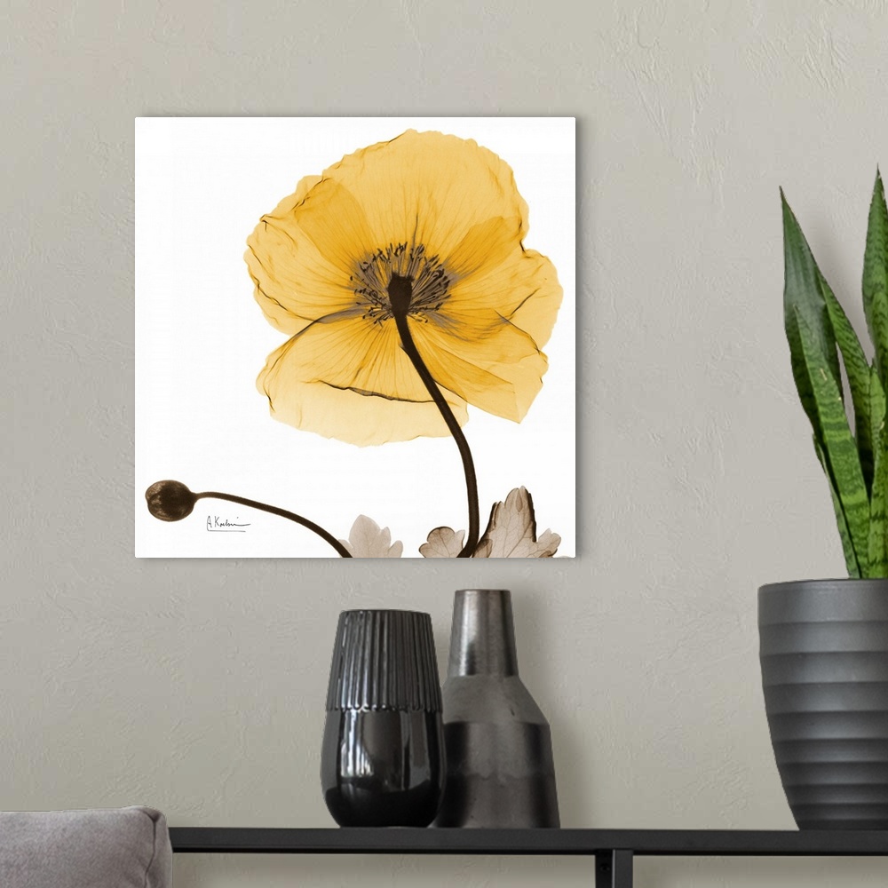 A modern room featuring Transparent [photograph of flower blossom and bud showing its veins and stamen.