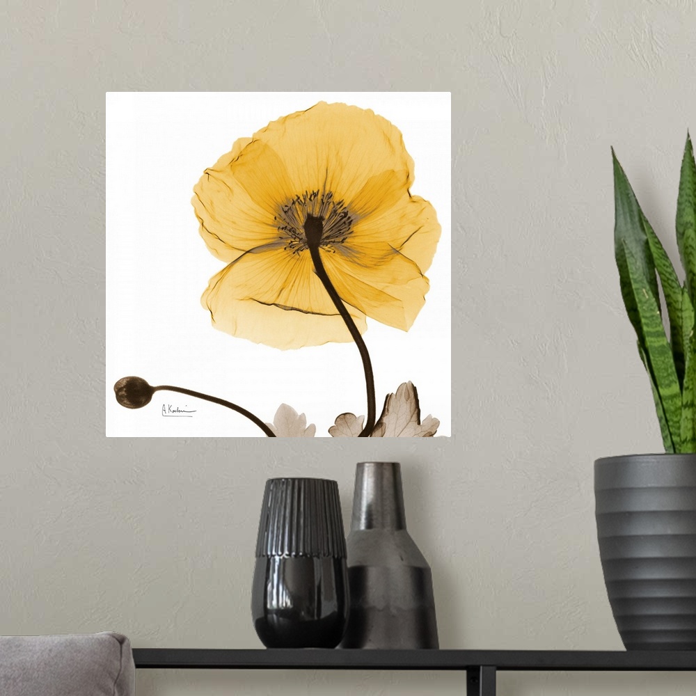A modern room featuring Transparent [photograph of flower blossom and bud showing its veins and stamen.