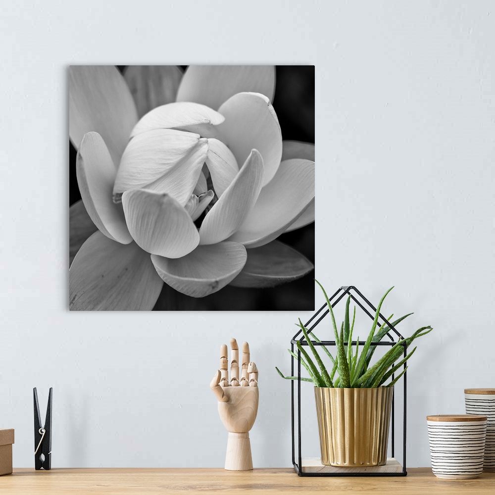 A bohemian room featuring A black and white macro photograph of a flower in bloom.
