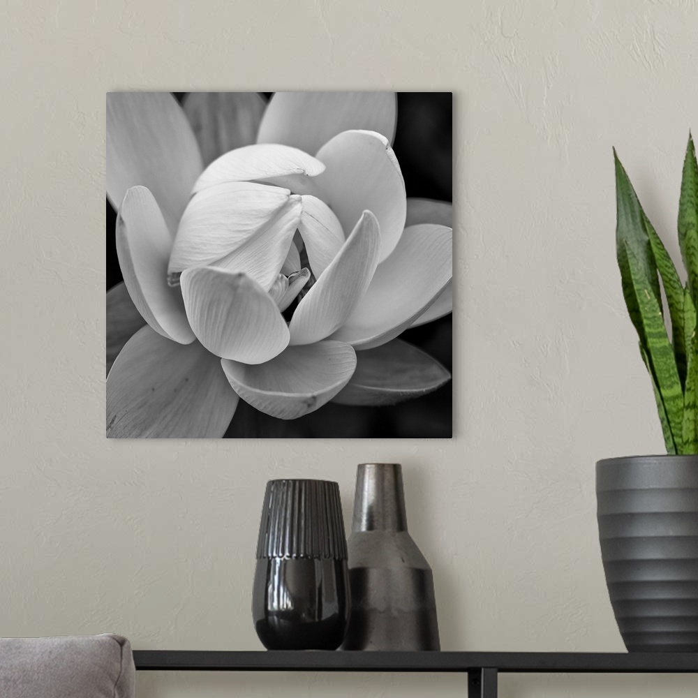 A modern room featuring A black and white macro photograph of a flower in bloom.