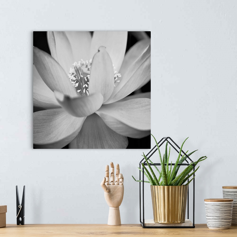 A bohemian room featuring A black and white macro photograph of a flower in full bloom.