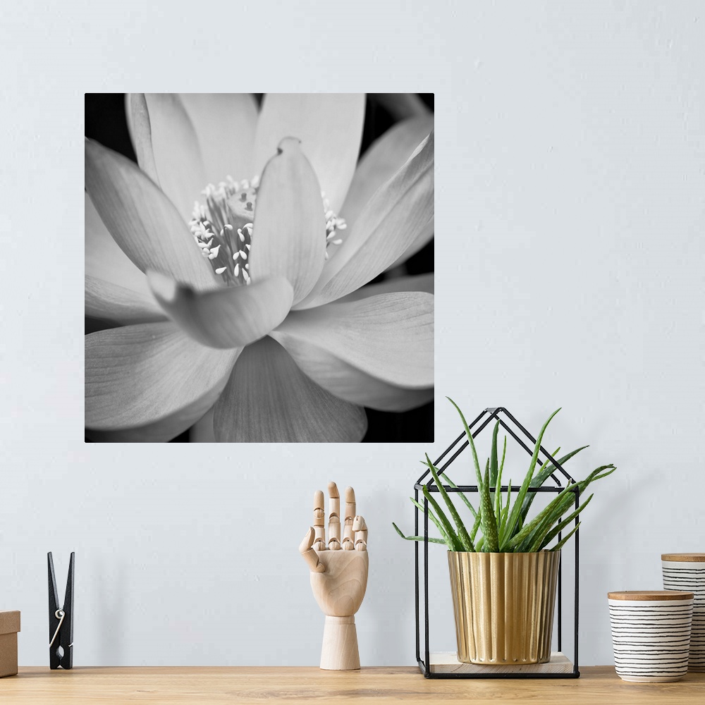 A bohemian room featuring A black and white macro photograph of a flower in full bloom.