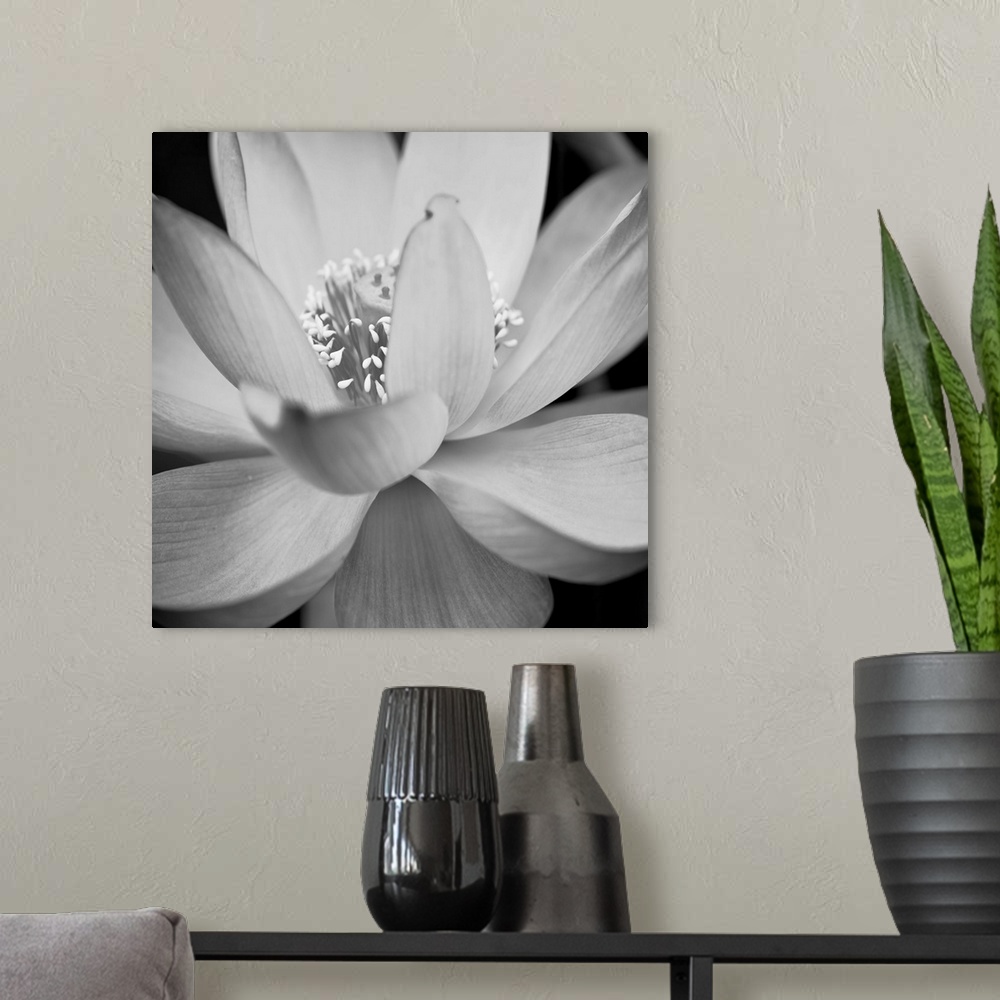 A modern room featuring A black and white macro photograph of a flower in full bloom.