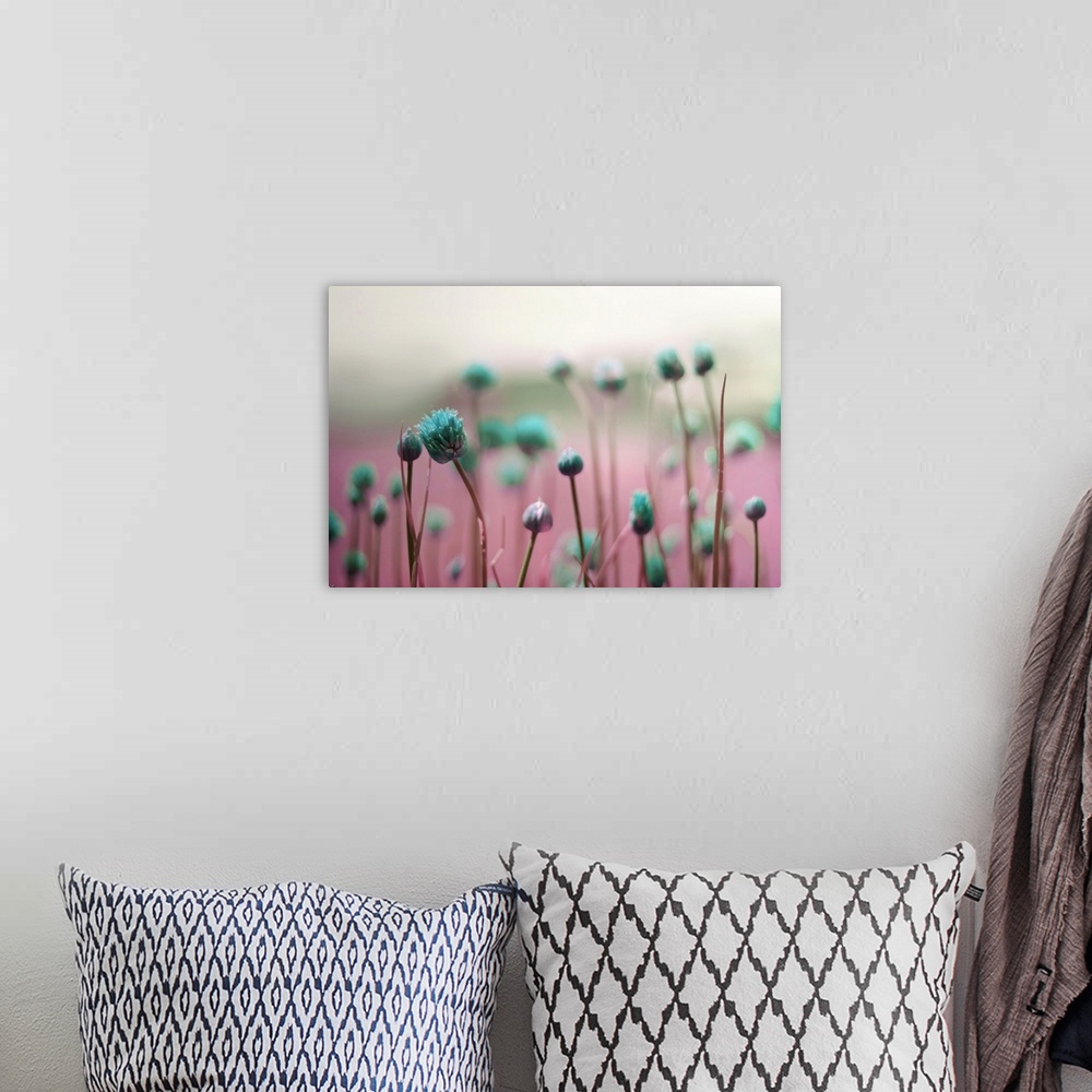 A bohemian room featuring Macro photo of dark blue flower buds against a pink field.
