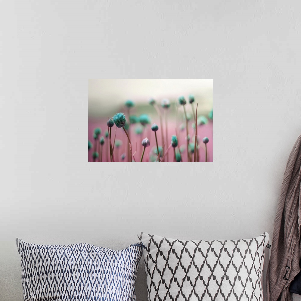 A bohemian room featuring Macro photo of dark blue flower buds against a pink field.