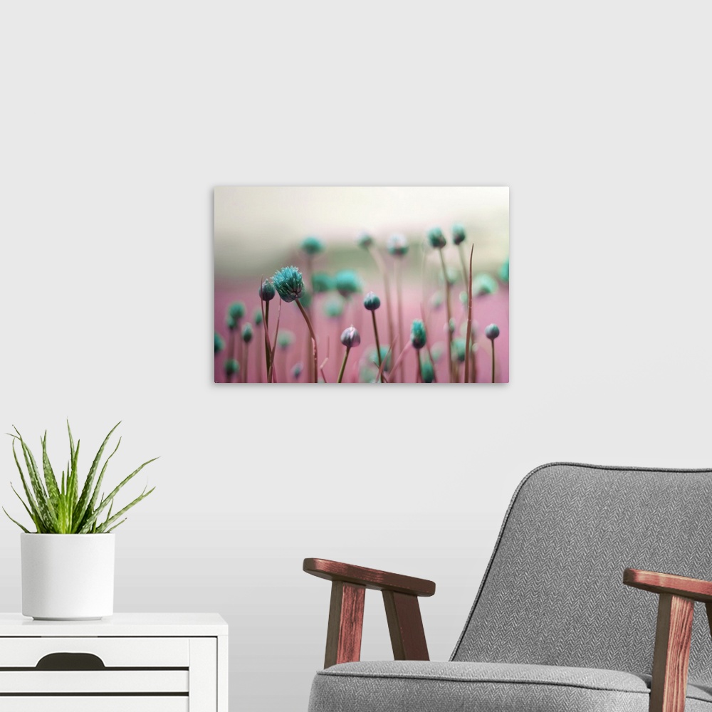 A modern room featuring Macro photo of dark blue flower buds against a pink field.