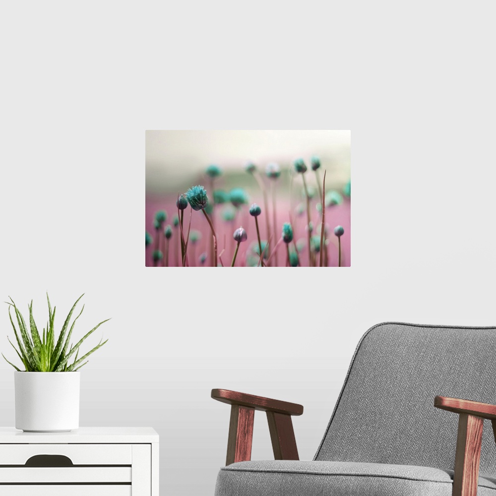 A modern room featuring Macro photo of dark blue flower buds against a pink field.