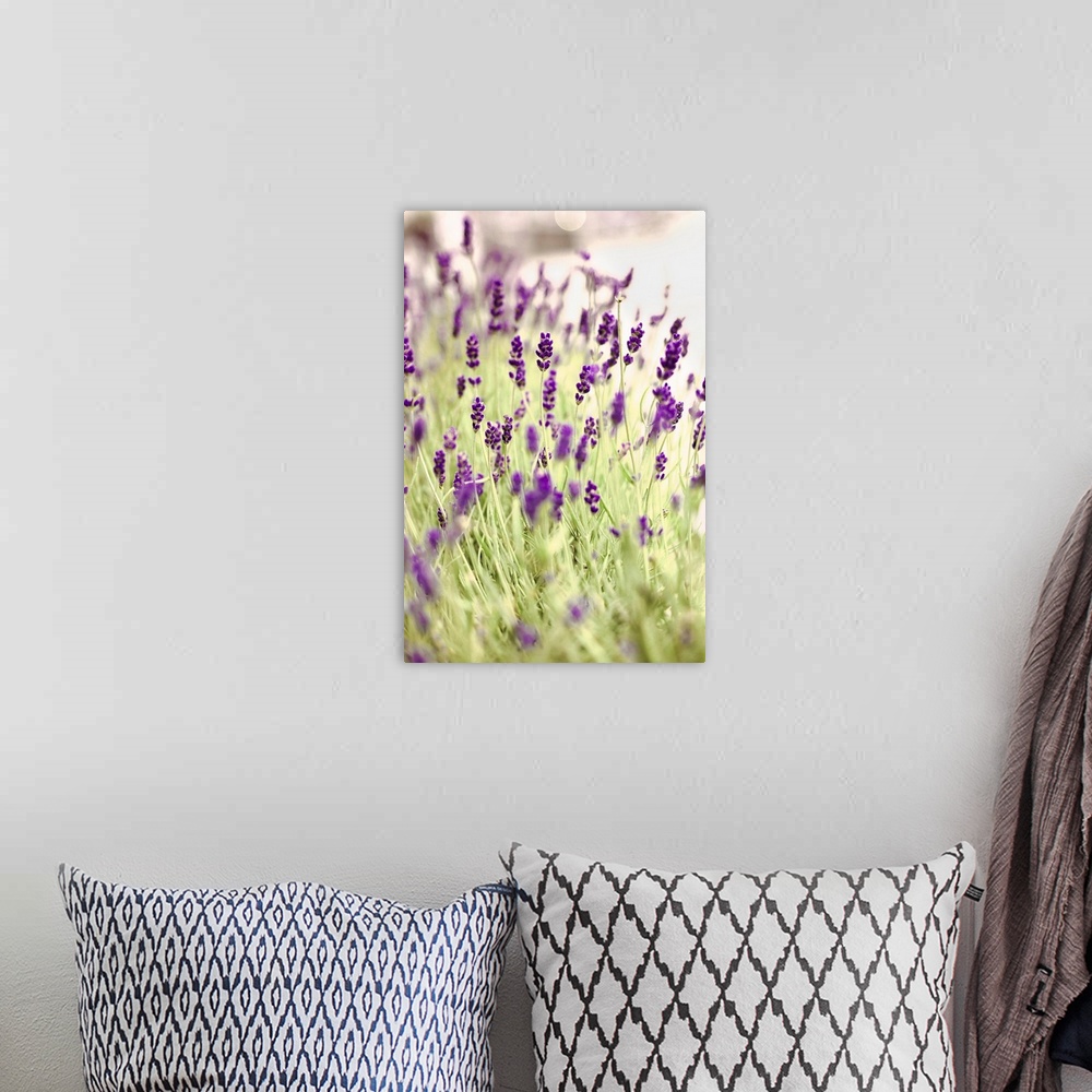 A bohemian room featuring Fine art photo of a field of lavender flowers.