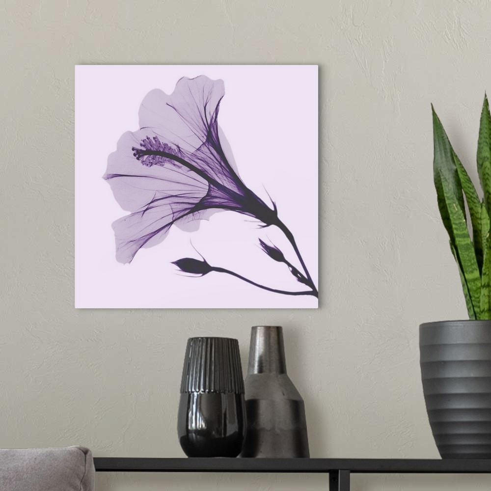 A modern room featuring Lavender Passion Hibiscus