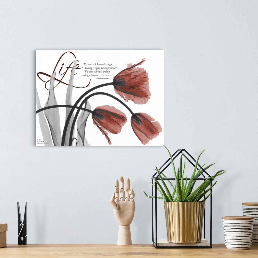 A bohemian room featuring Life Tulips x-ray photography