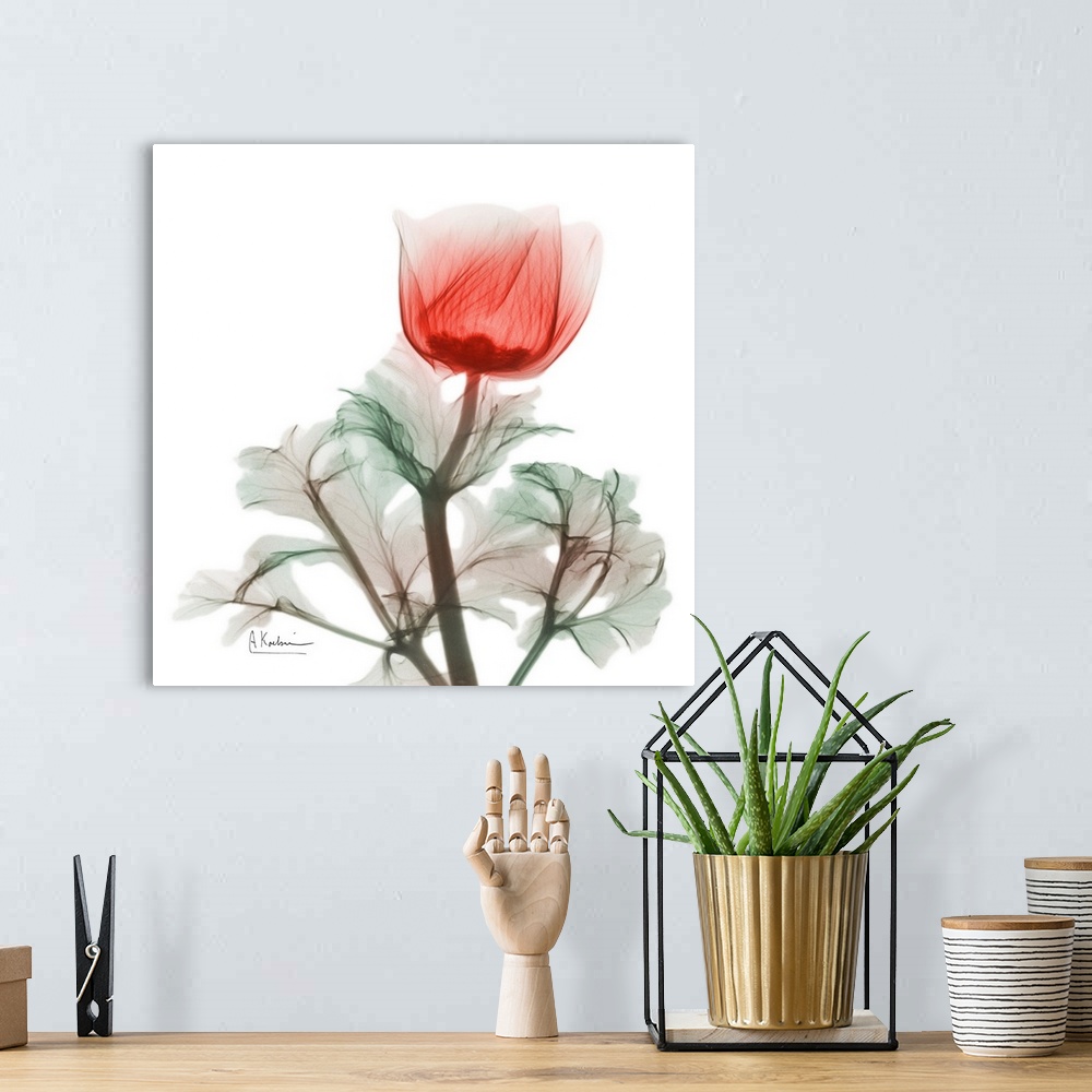 A bohemian room featuring Lonely Poinciana Anemone
