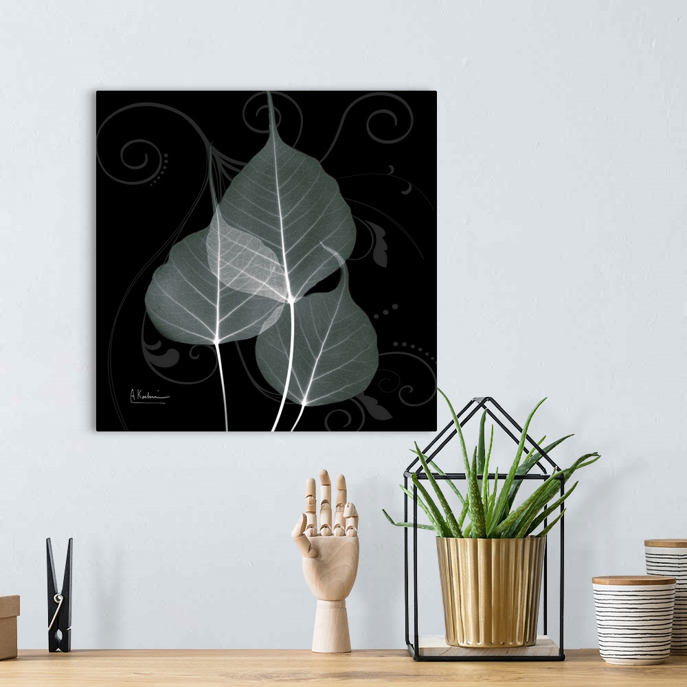 A bohemian room featuring An x-ray of three leaves mint bo tree leaves on a black and grey designed background.