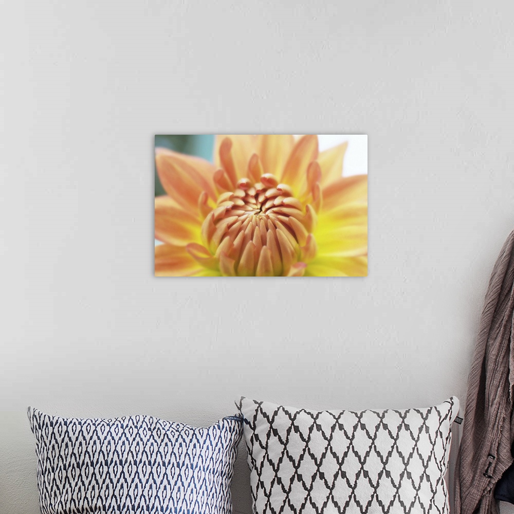 A bohemian room featuring A macro photograph of a bright orange dahlia flower.