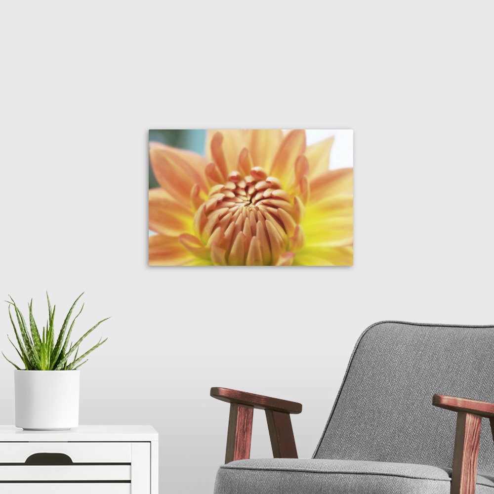 A modern room featuring A macro photograph of a bright orange dahlia flower.