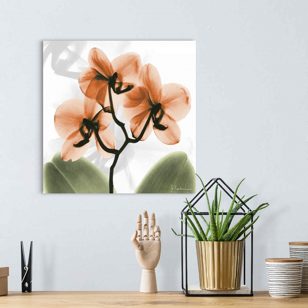 A bohemian room featuring Orange Orchid x-ray photography