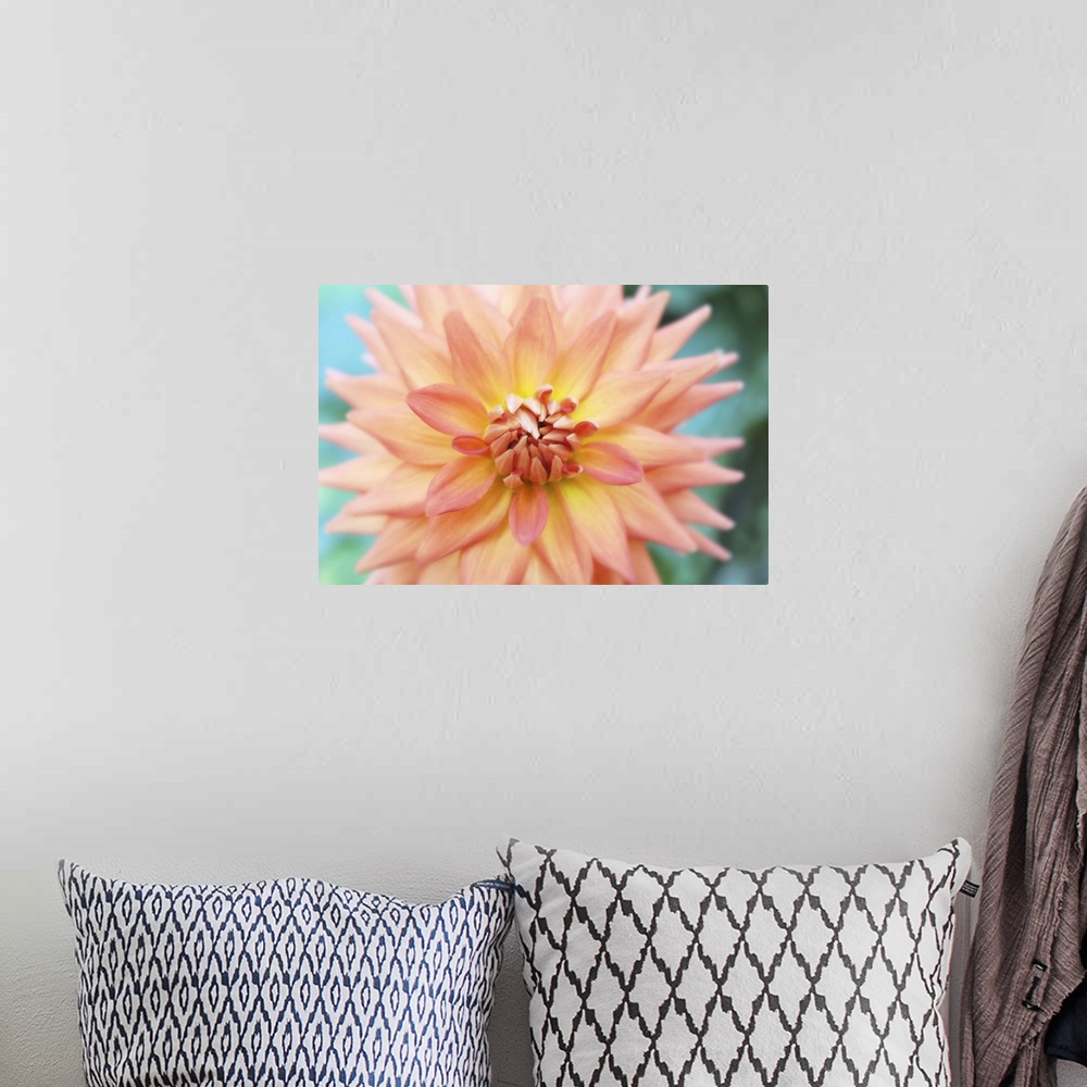 A bohemian room featuring Macro photograph of bright dahlia flower.