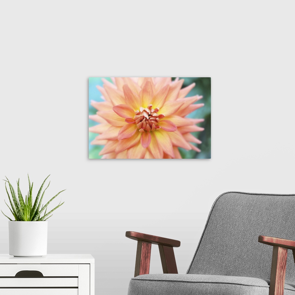 A modern room featuring Macro photograph of bright dahlia flower.