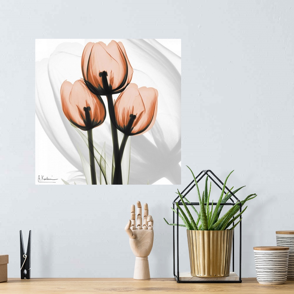 A bohemian room featuring Orange Tulips x-ray photography