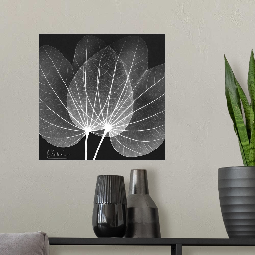 A modern room featuring Orchid Tree x-ray photography