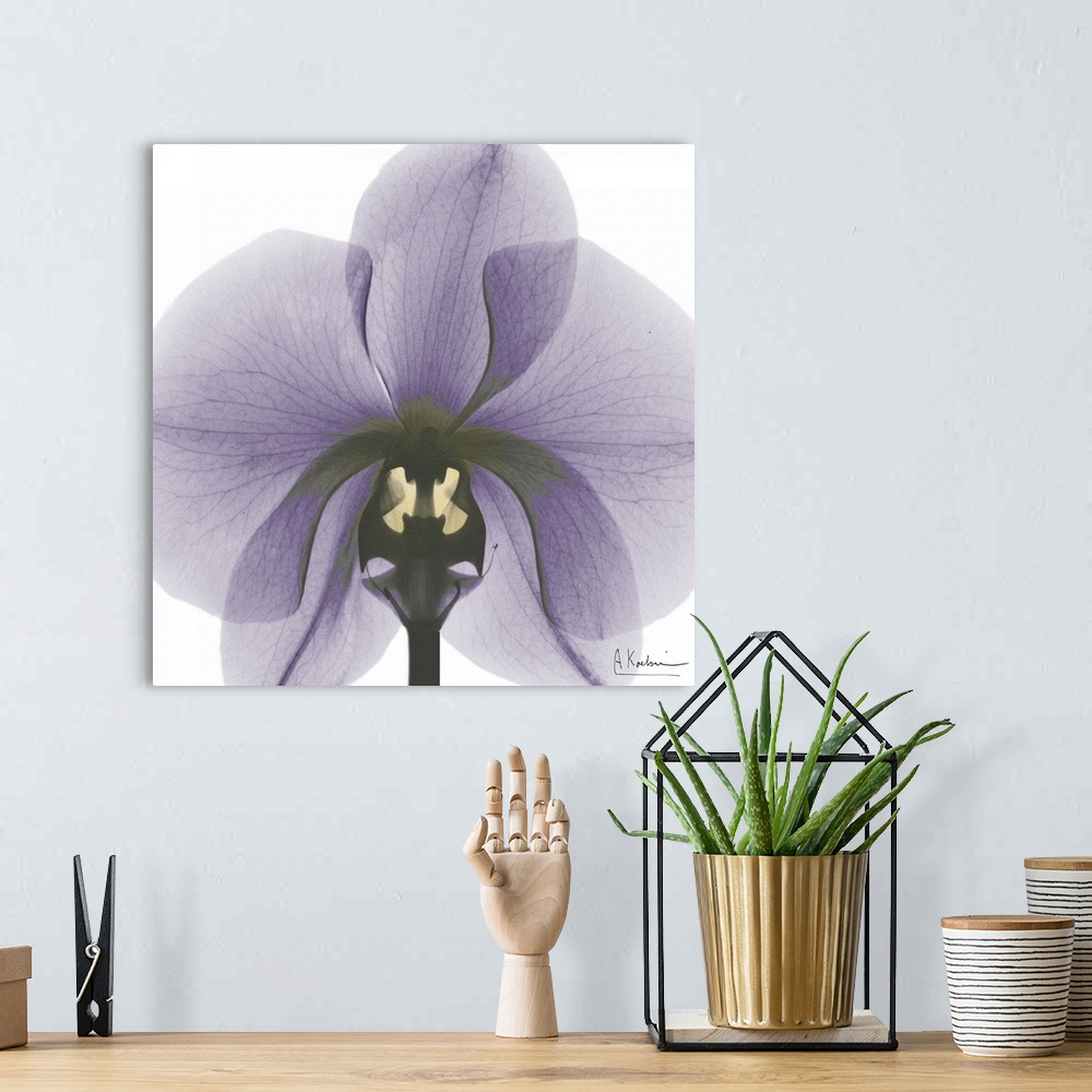 A bohemian room featuring Orchid x-ray photography
