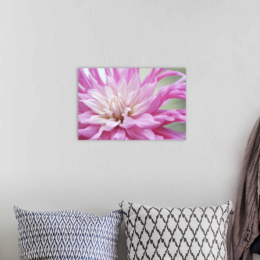 A bohemian room featuring Macro photograph of a dahlia flower, with a smooth gradient of pink shades on the petals.