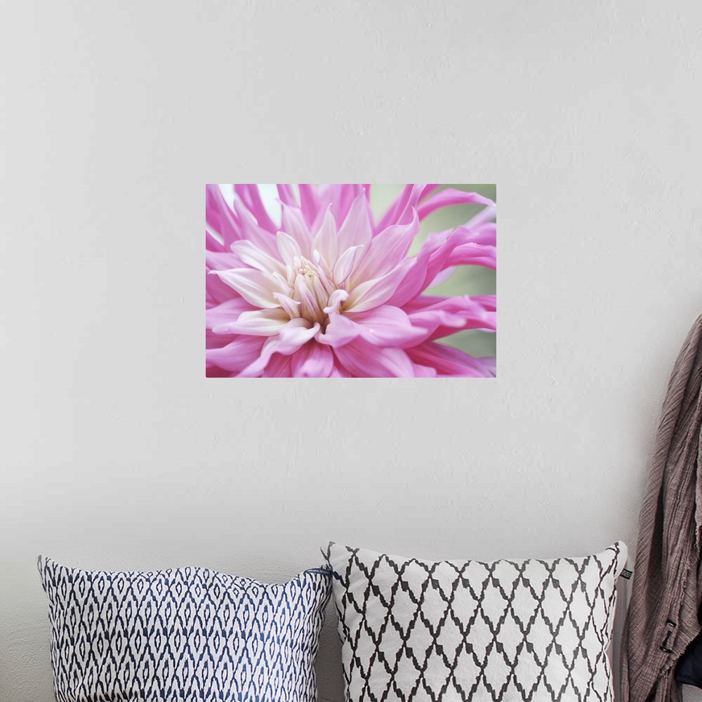 A bohemian room featuring Macro photograph of a dahlia flower, with a smooth gradient of pink shades on the petals.
