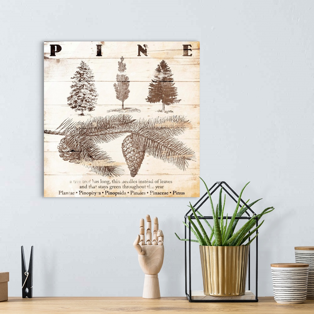 A bohemian room featuring Cabin home decor of pine tree details in a scientific illustration style.